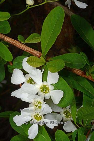 exochorda giraldii 2 graphic